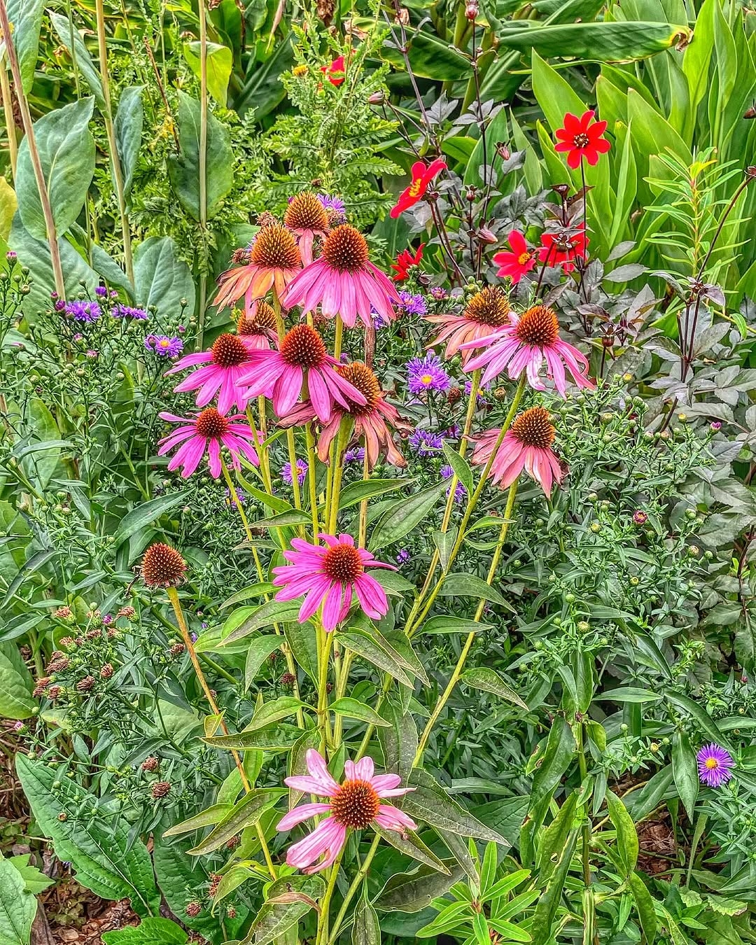 Coneflowers