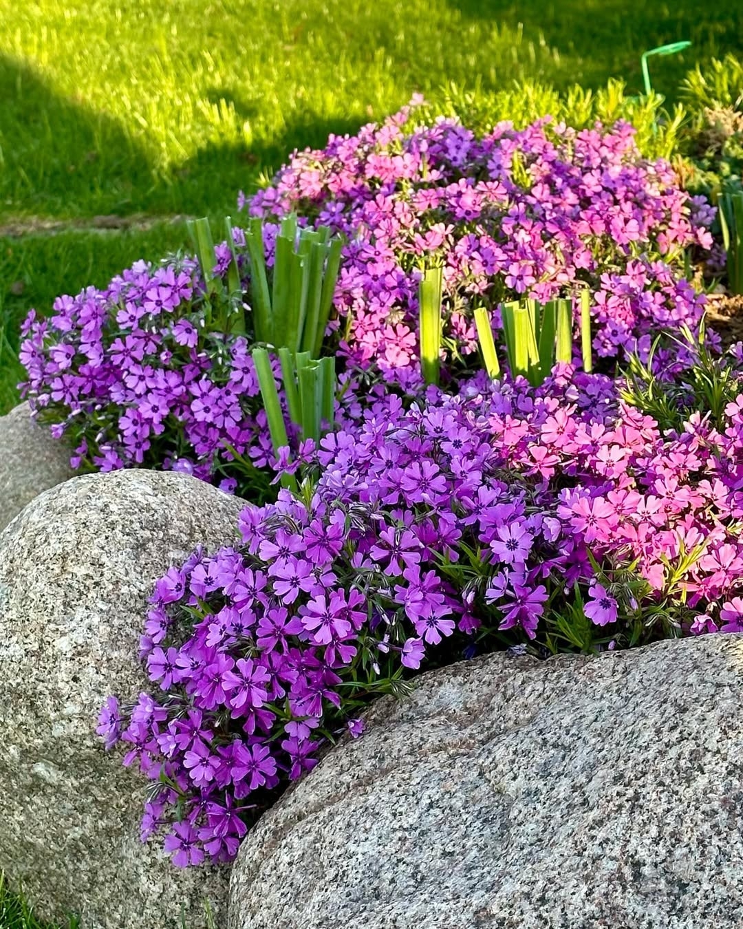 Creeping phlox