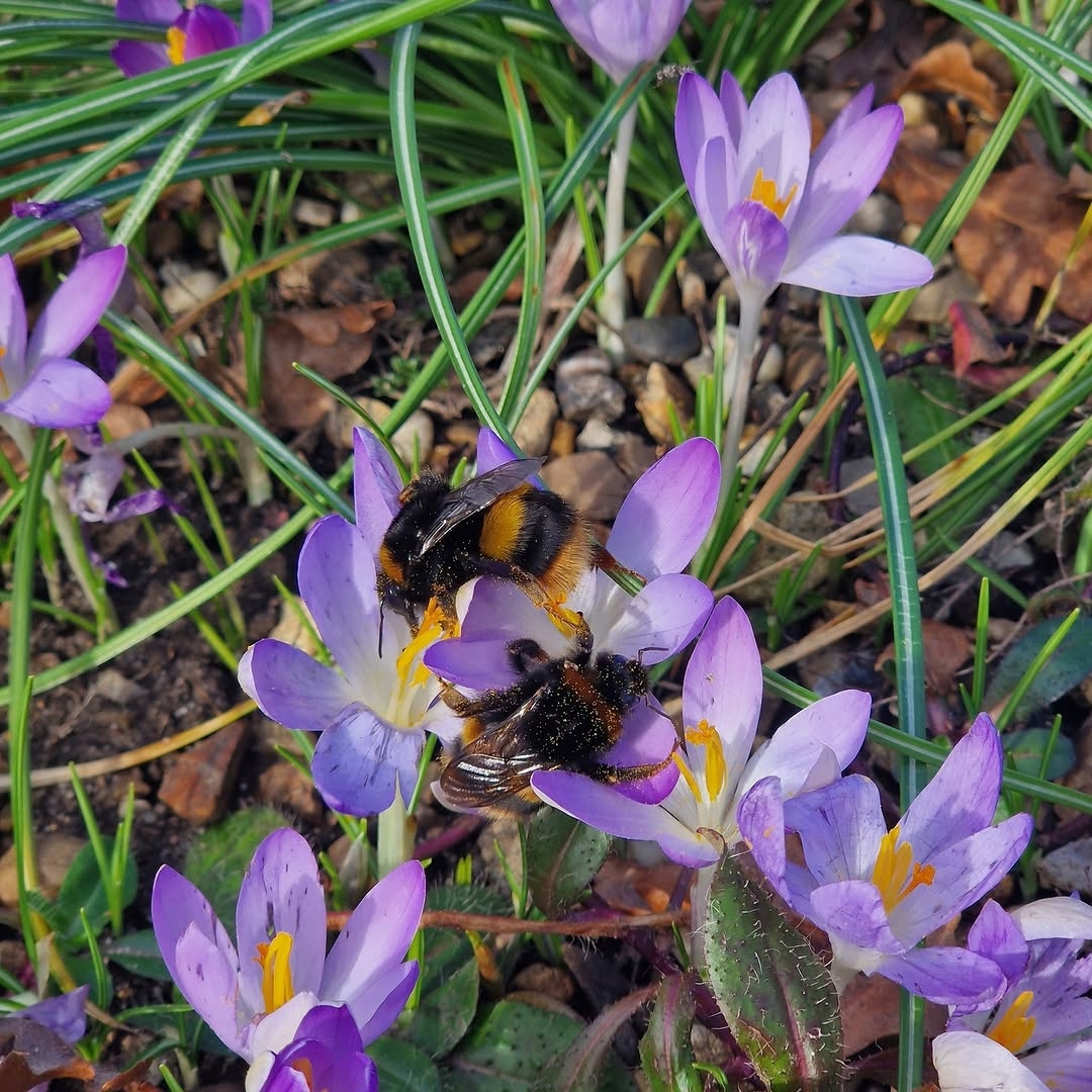 Crocus flowers