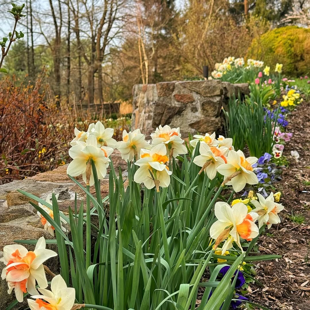 Daffodils