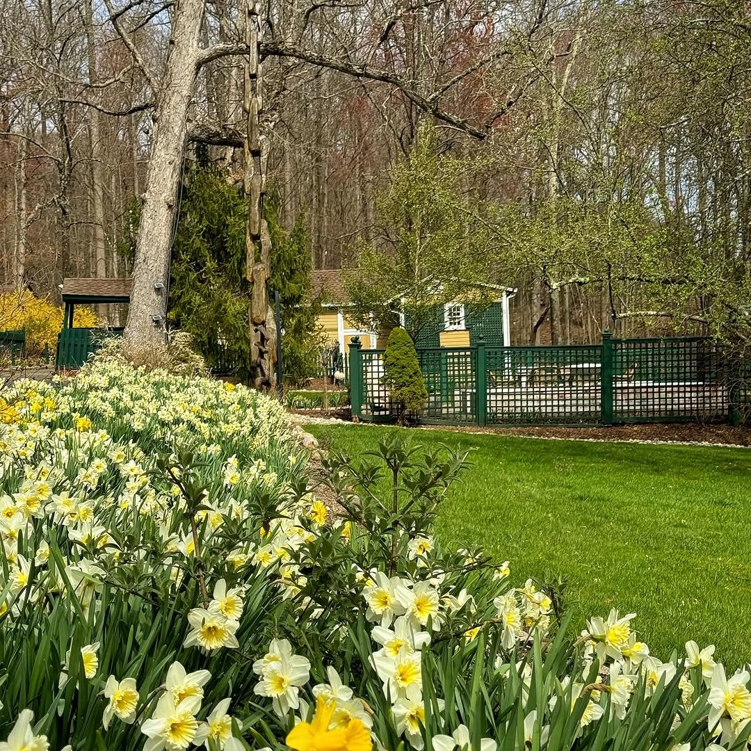 Daffodils