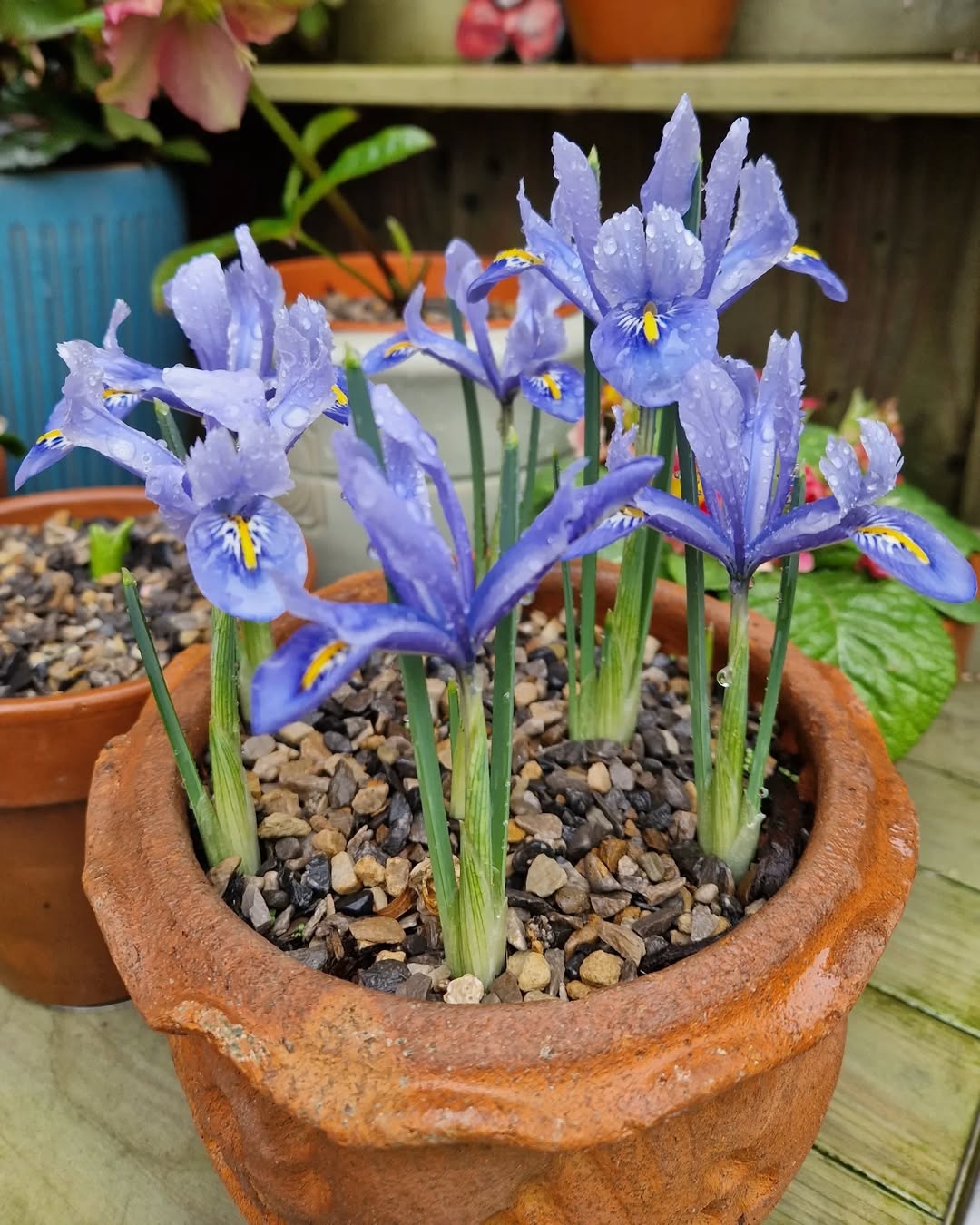 Iris