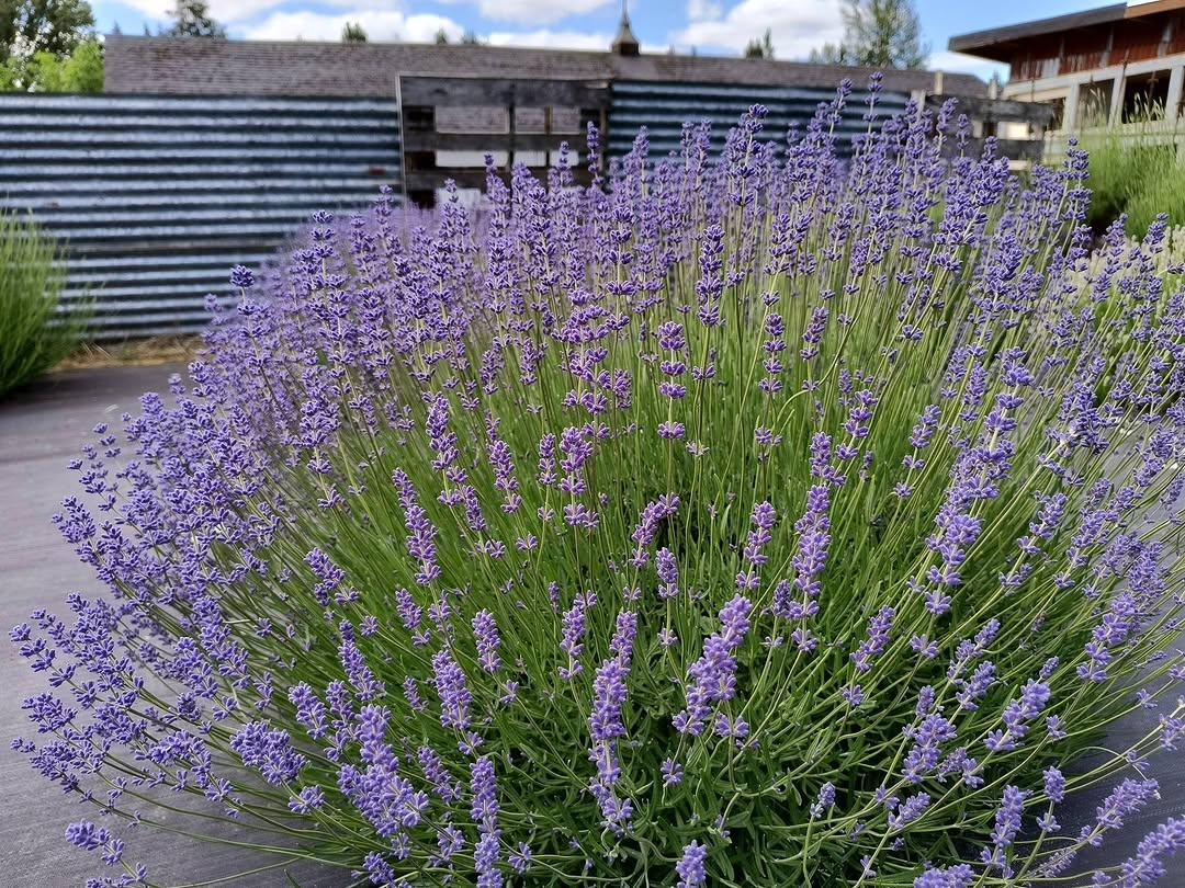 Lavender plant
