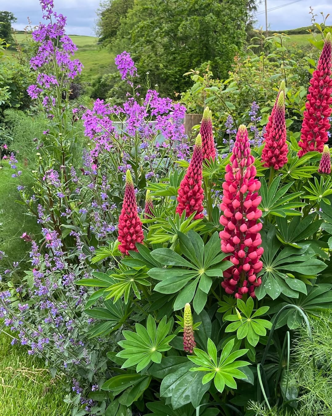 Lupines