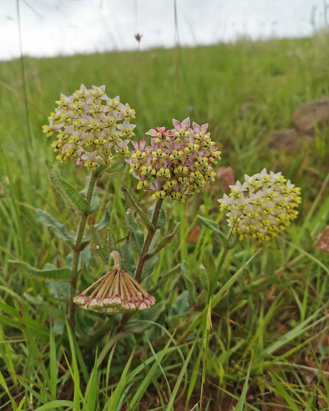 Milkweed