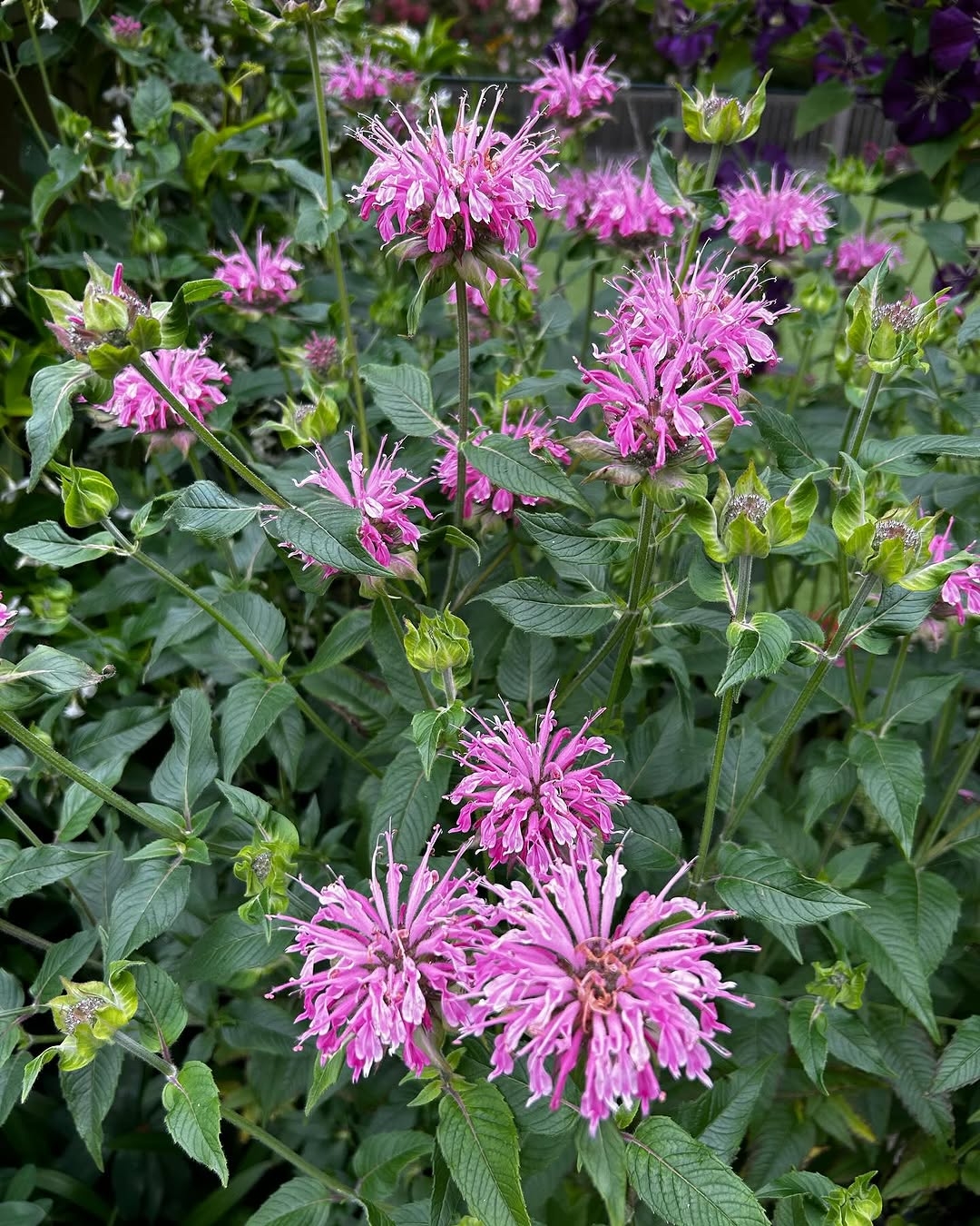 Monarda