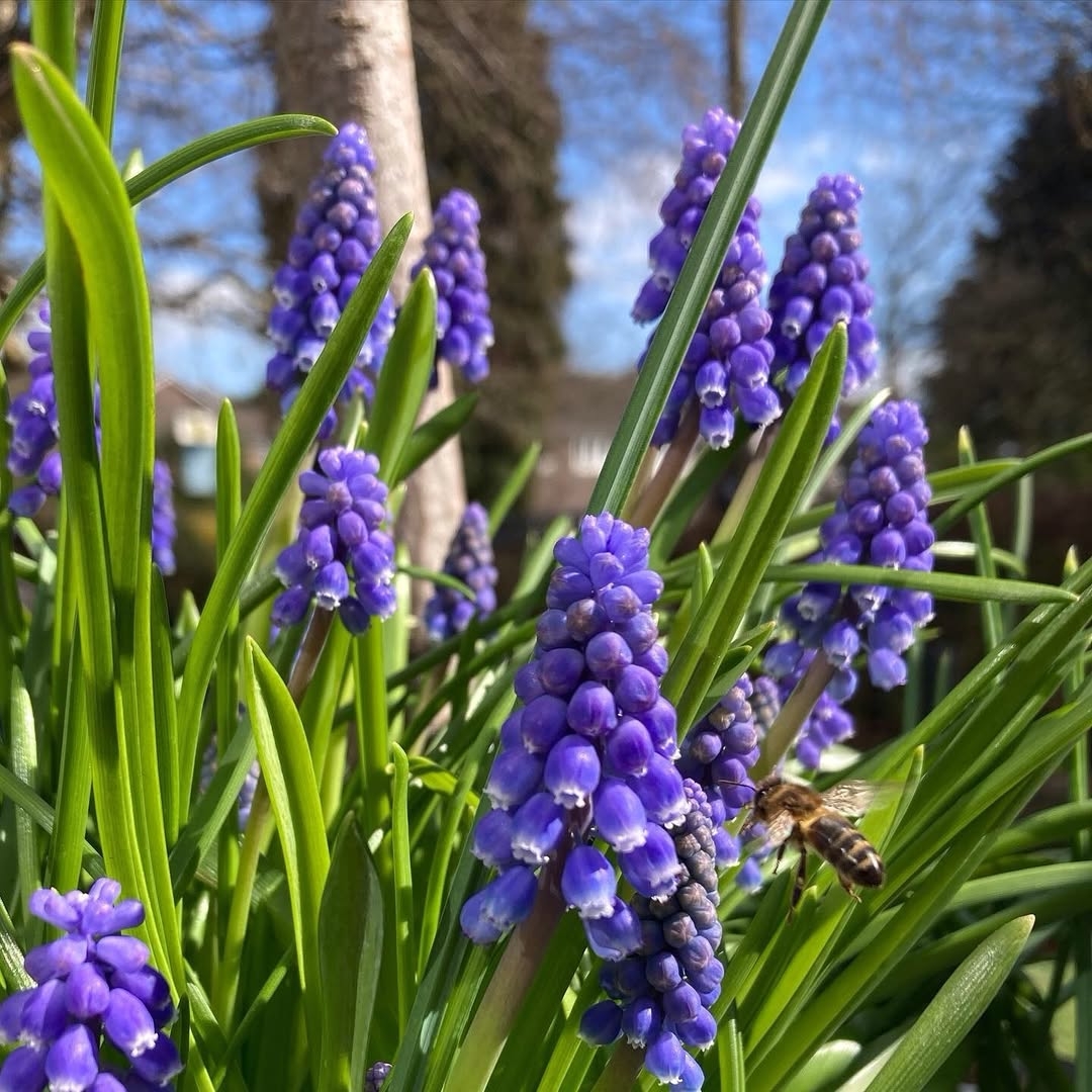 Muscari (grape hyacinth)