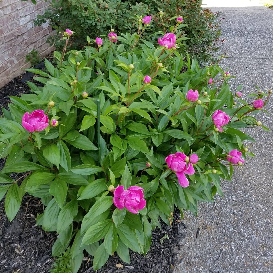 Peonies
