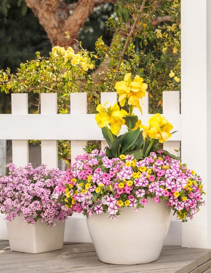 Petunias