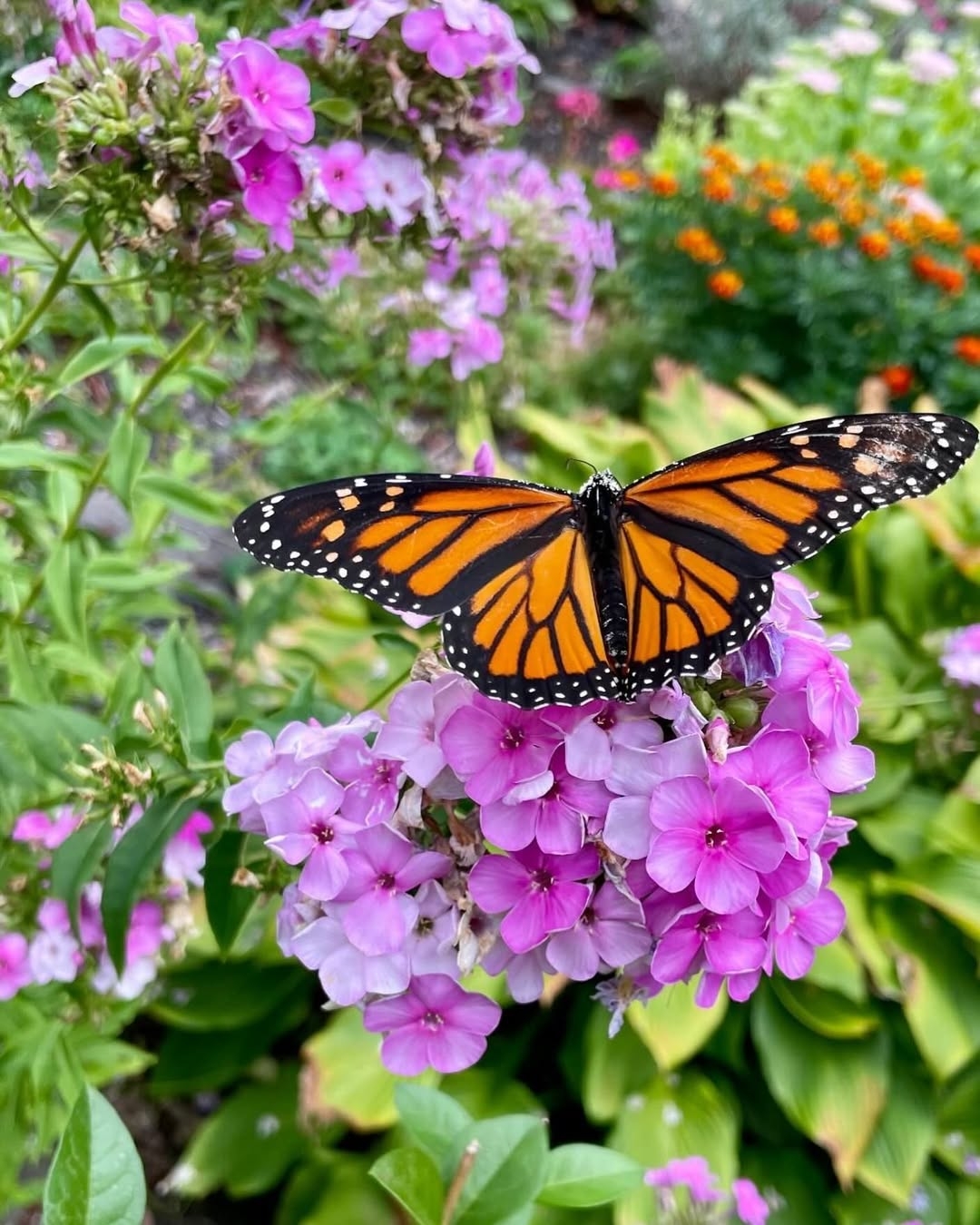 Phlox