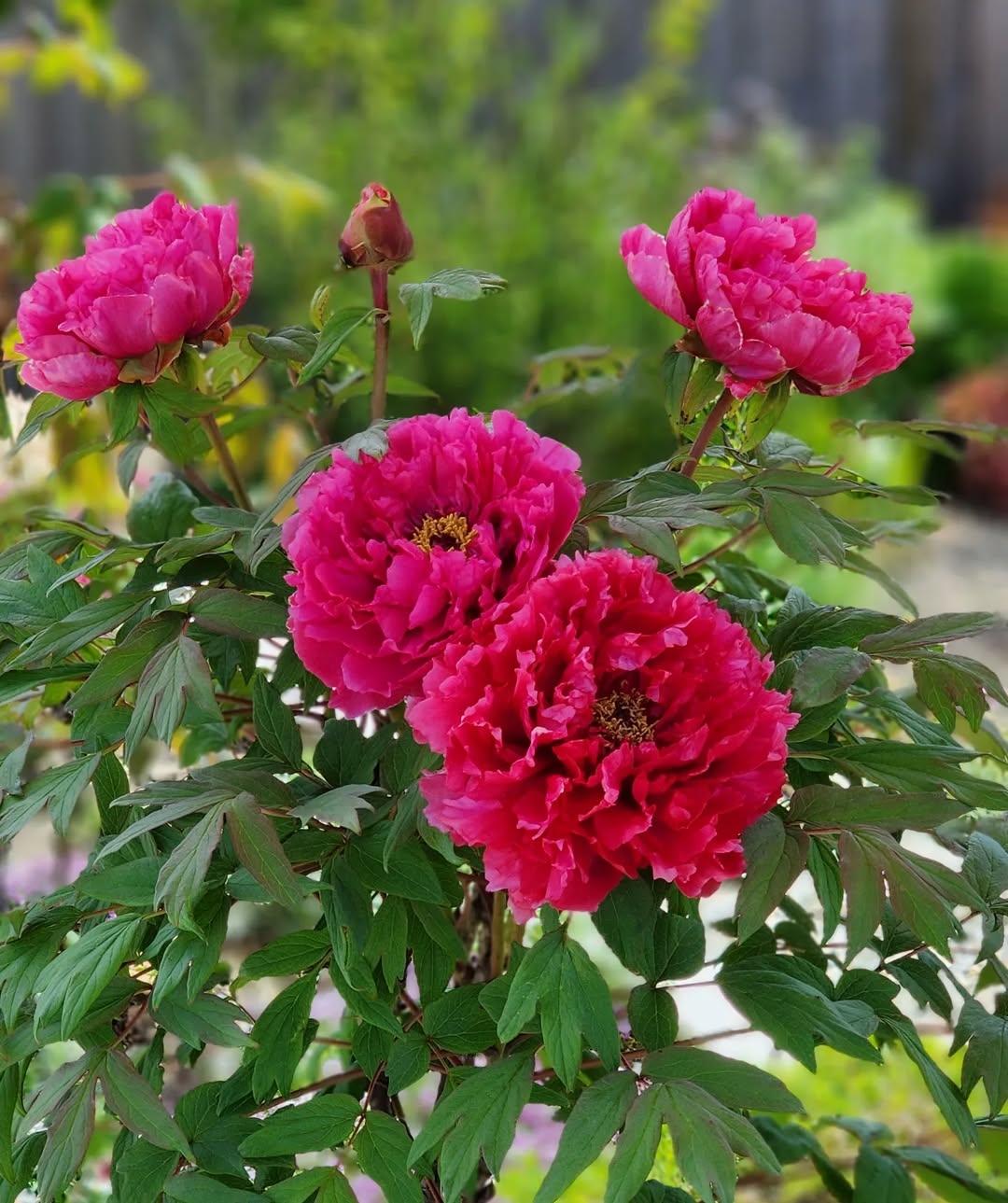 Red peonies