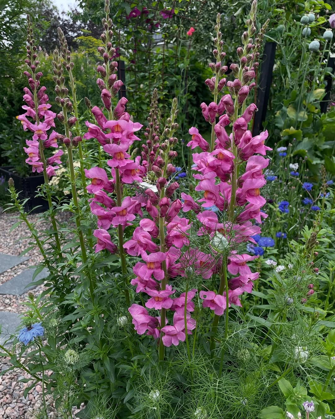 Snapdragons