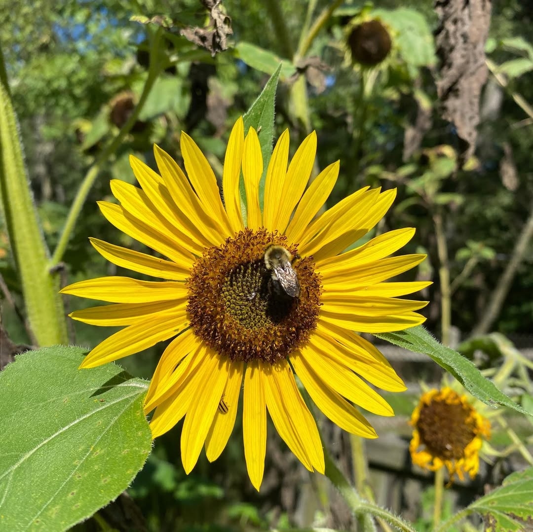 Sunflowers
