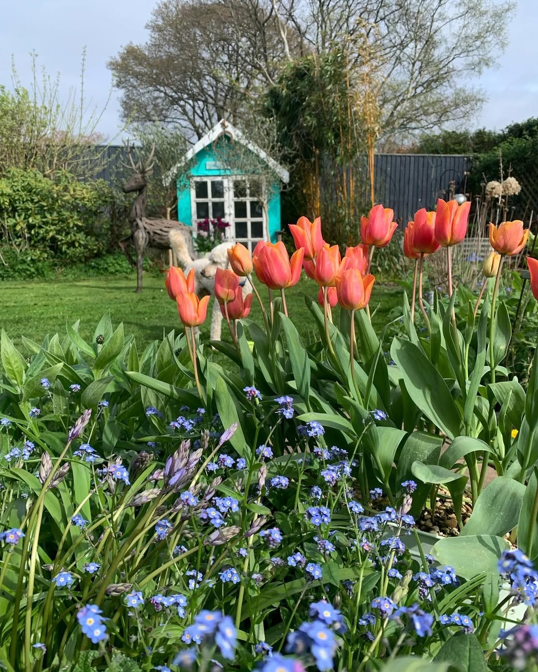 Tulip
