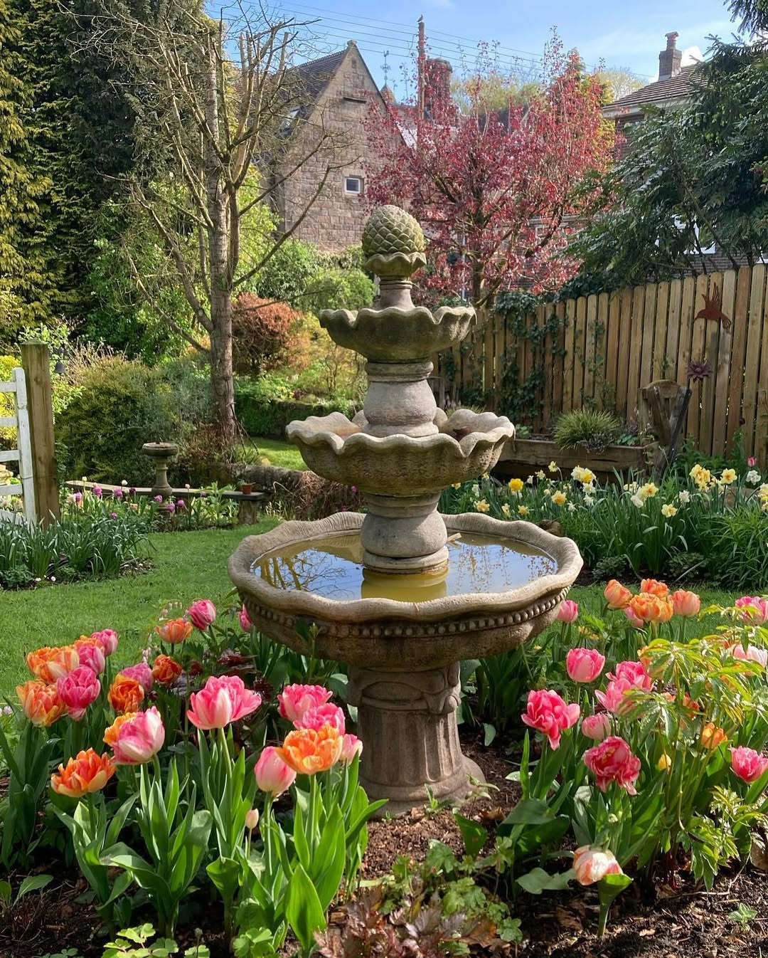 Tulips
