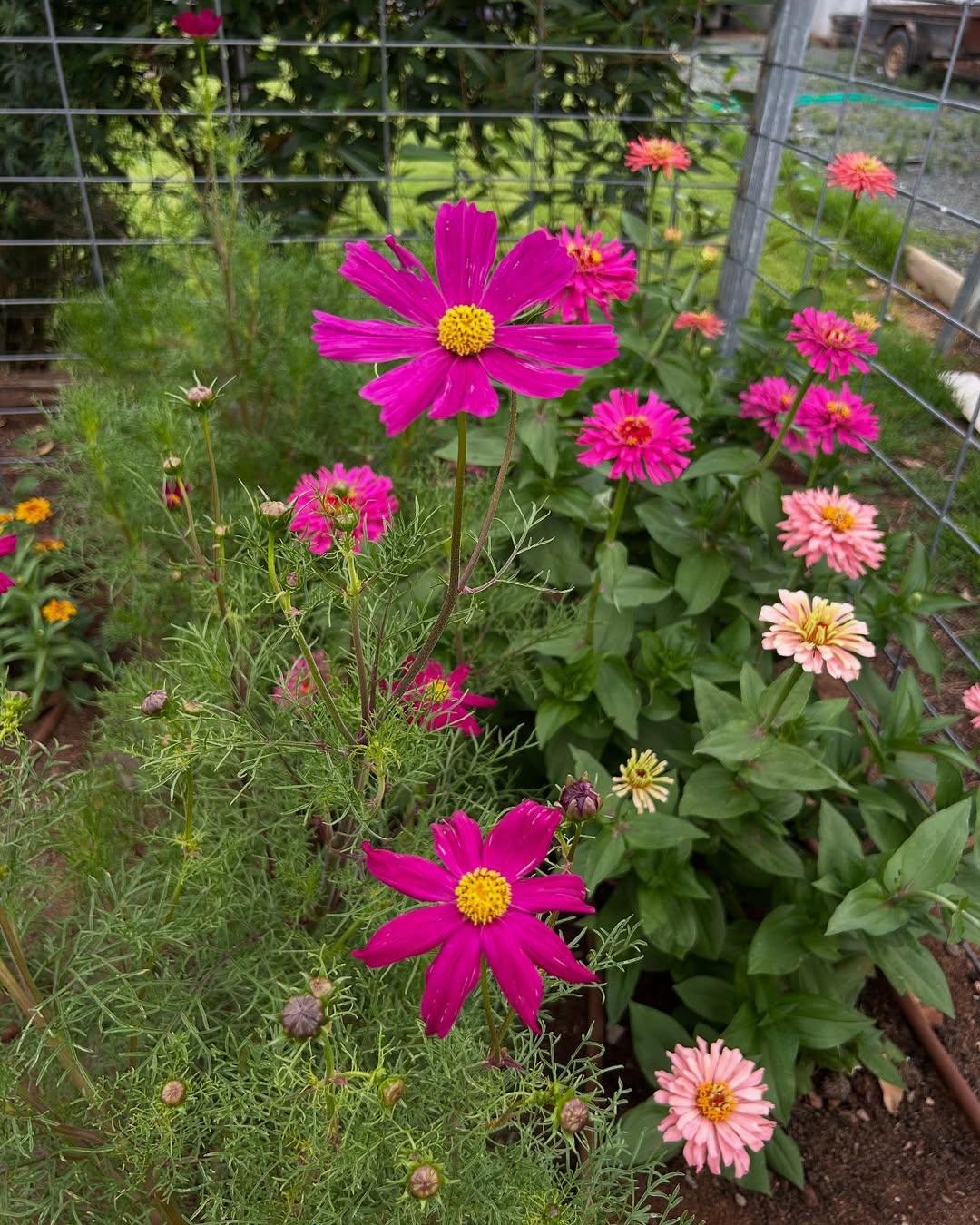 Zinnias