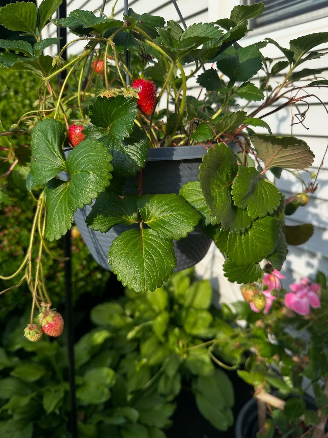 Potted strawberry